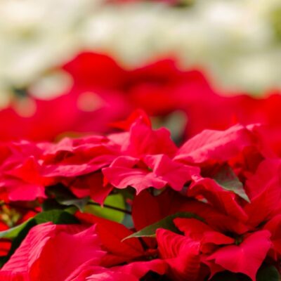 a bouquet of vibrant red poinsettias