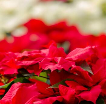a bouquet of vibrant red poinsettias